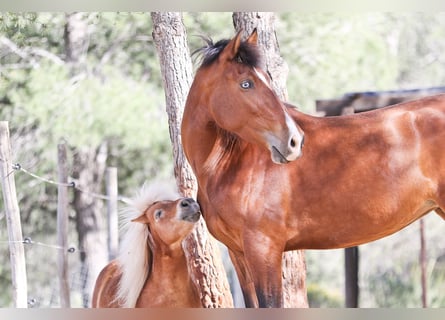 PRE, Mare, 5 years, 16.1 hh, Bay