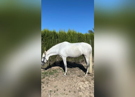 PRE, Stute, 5 Jahre, 16,1 hh, Schimmel