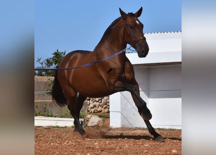 PRE, Mare, 5 years, 16,2 hh, Brown