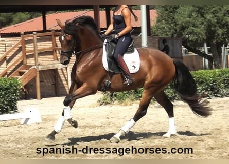 PRE Mix, Mare, 5 years, 16 hh, Brown