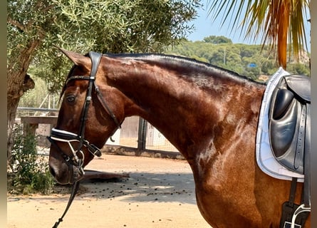 PRE Mix, Mare, 5 years, 16 hh, Brown