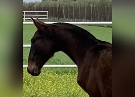 PRE Mix, Mare, 5 years, 16 hh, Brown