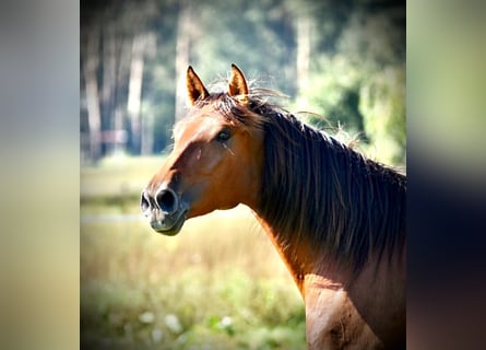 PRE Mix, Mare, 5 years, 16 hh, Brown