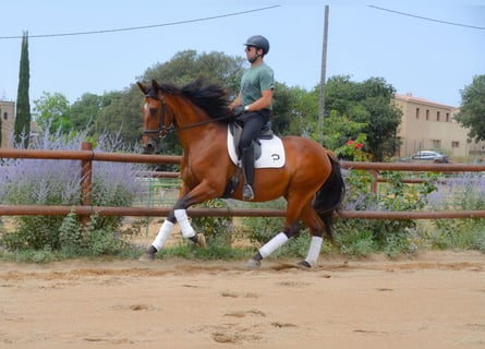 PRE, Mare, 5 years, 16,1 hh, Brown