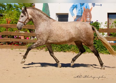 PRE Mix, Mare, 5 years, 16,2 hh, Brown Falb mold