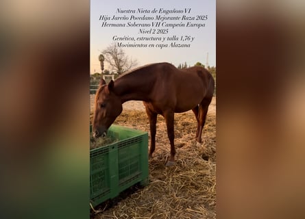 PRE, Mare, 5 years, 17.1 hh, Chestnut-Red