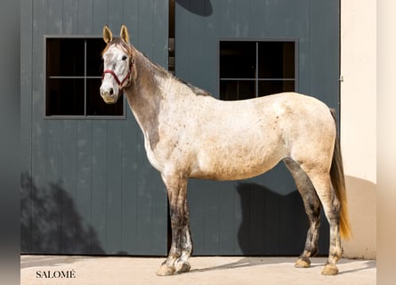 PRE, Mare, 5 years, 17 hh, Grey