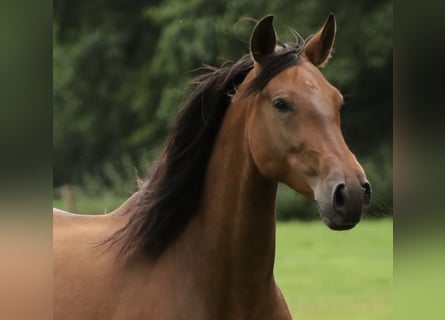 PRE, Mare, 5 years, Brown