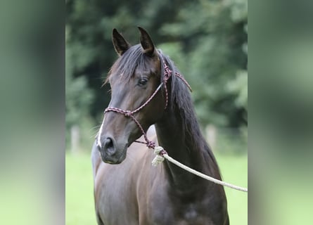 PRE, Mare, 5 years, Brown