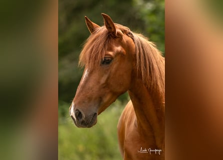 PRE, Mare, 6 years, 14,3 hh, Chestnut-Red