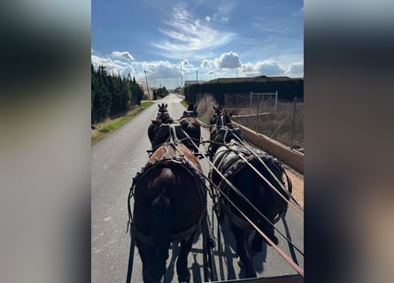 PRE Mix, Mare, 6 years, 15.1 hh, Black