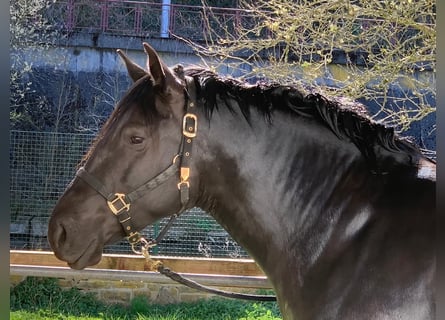 PRE Mix, Mare, 6 years, 15.1 hh, Black