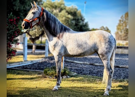PRE Mix, Mare, 6 years, 15.1 hh, Grey