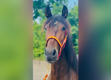 PRE Mix, Mare, 6 years, 15,2 hh, Bay-Dark