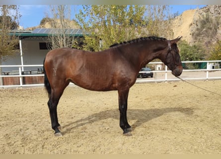 PRE Mix, Mare, 6 years, 15.2 hh, Brown
