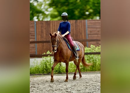 PRE, Mare, 6 years, 15.2 hh, Chestnut-Red