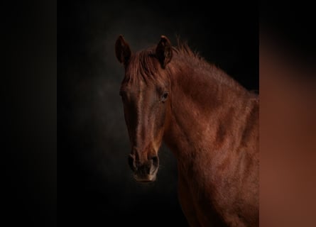 PRE, Mare, 6 years, 15.2 hh, Chestnut-Red