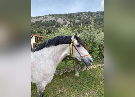 PRE Mix, Mare, 6 years, 15 hh, Gray