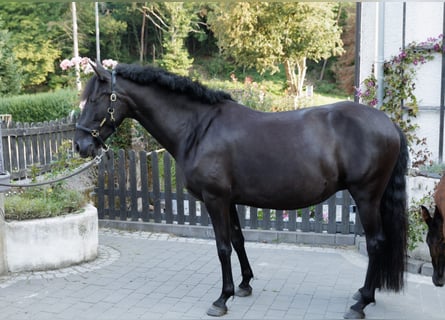 PRE, Mare, 6 years, 15,2 hh, Black
