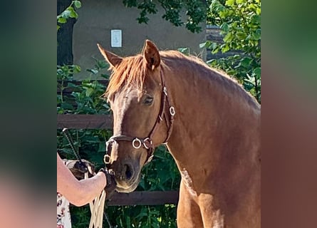 PRE Mix, Mare, 6 years, 15,2 hh, Chestnut-Red