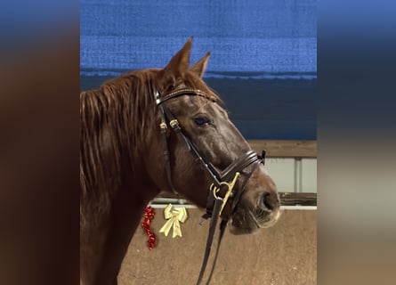 PRE, Mare, 6 years, 15,2 hh, Chestnut-Red