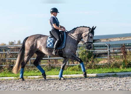 PRE, Mare, 6 years, 15,3 hh, Grey-Dapple