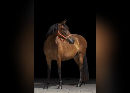 PRE, Mare, 6 years, 16 hh, Brown