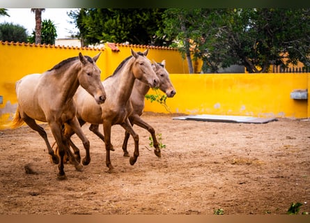 PRE Mix, Mare, 6 years, 16 hh, Champagne