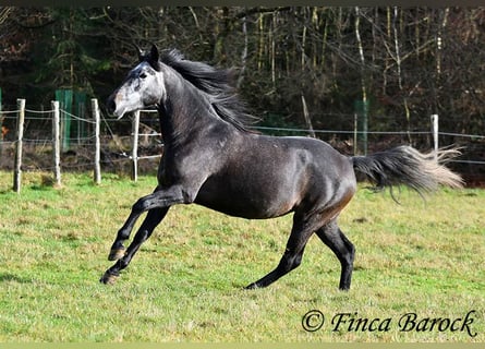 PRE Mix, Mare, 6 years, 16 hh, Gray