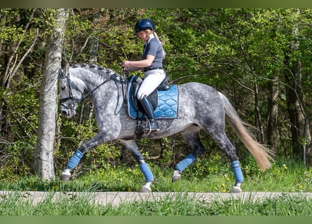 PRE Mix, Mare, 6 years, 16 hh, Grey