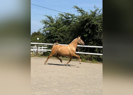 PRE Mix, Mare, 6 years, 16 hh, Palomino