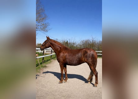 PRE Mix, Mare, 6 years, 16,1 hh, Chestnut-Red
