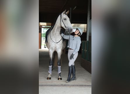 PRE Mix, Mare, 6 years