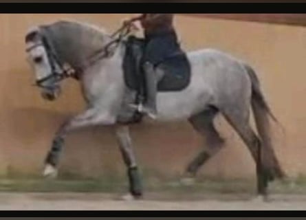PRE, Mare, 7 years, 14.3 hh, Grey