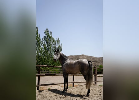PRE Mix, Mare, 7 years, 15.1 hh, Gray