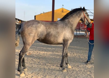 PRE Mix, Mare, 7 years, 15.2 hh, Gray