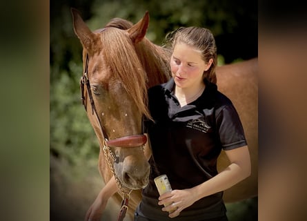 PRE, Mare, 7 years, 15.3 hh, Chestnut-Red