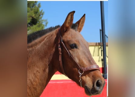 PRE, Mare, 7 years, 15 hh, Brown