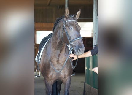 PRE, Mare, 7 years, 15,2 hh, Black