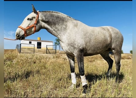PRE Mix, Mare, 7 years, 16.2 hh, Gray