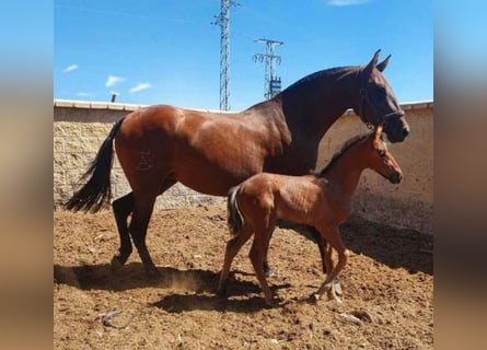 PRE, Mare, 7 years, 16 hh, Brown