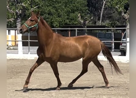 PRE Mix, Mare, 7 years, 16 hh, Chestnut-Red