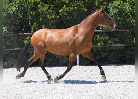 PRE Mix, Mare, 7 years, 16,1 hh, Bay