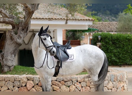 PRE, Mare, 7 years, 16,1 hh, Gray