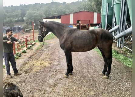 PRE Mix, Mare, 7 years, 16,2 hh, Black