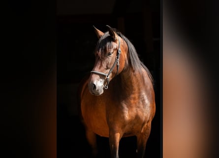 PRE, Mare, 7 years, 16,2 hh