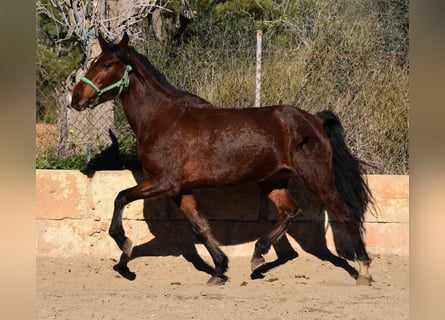 PRE, Mare, 8 years, 14.3 hh, Brown