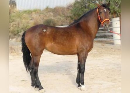 PRE Mix, Mare, 8 years, 15.2 hh, Bay