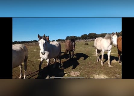 PRE Mix, Mare, 8 years, 15,3 hh, Brown