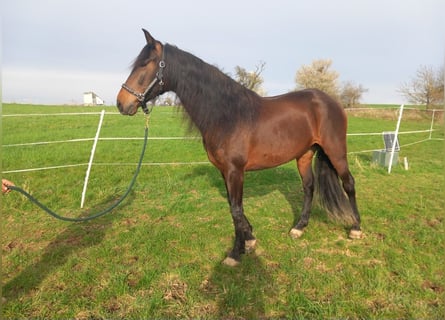 PRE Mix, Mare, 8 years, 15.3 hh, Brown